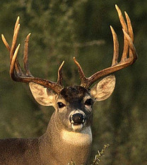 What is Deer Hunting - Whitetail Deer Buck image