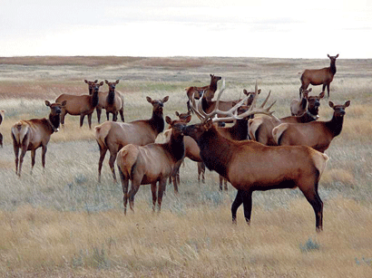 CFB Suffield Elk Hunt